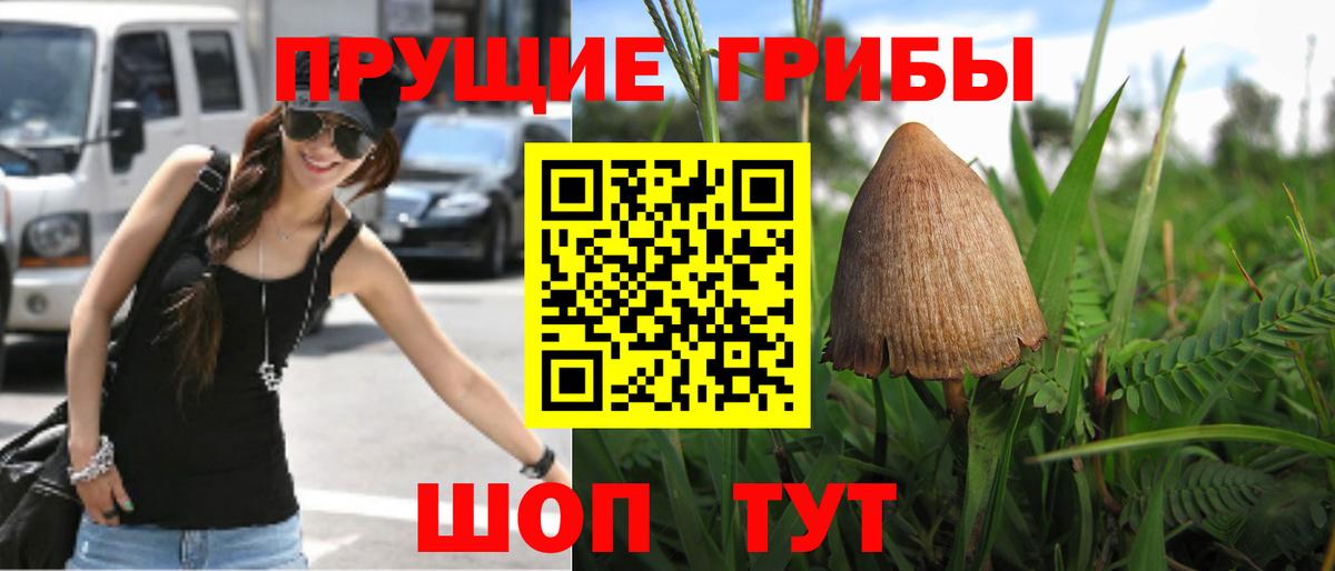 Псилоцибиновые грибы Cubensis Каменка